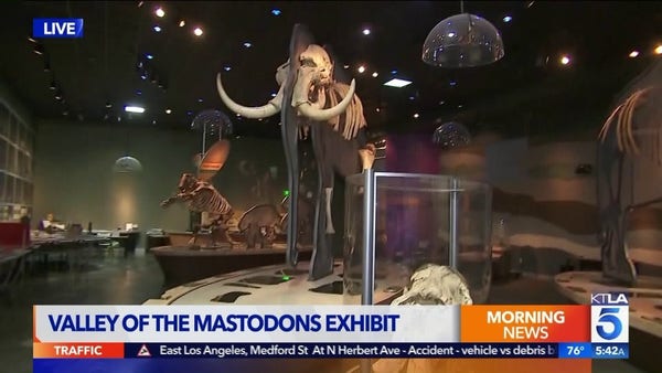 Mastodon is extinct - as evidenced by this exhibit photo. 
