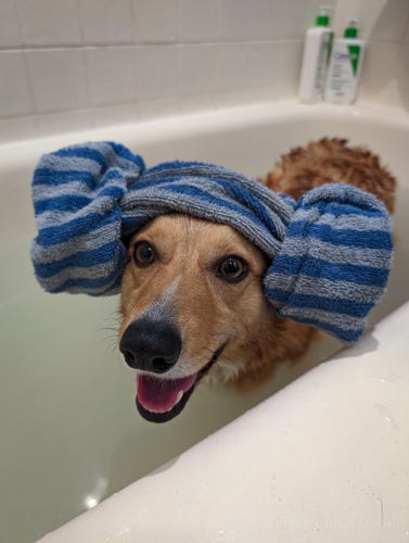moxxi the corgi is soaking in a bathtub with a folded blue and grey towel on her head. the shape of the towel is typical of korean spas, with two donut shapes on each side of the head, much like a Leia hairstyle.