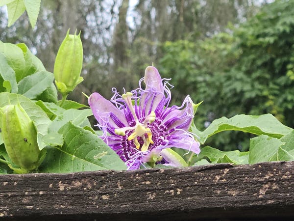 High above a wet, wooden fence, the thick green vines and leaves of the passion flower plant has peaked over the top, revealing a light purple flower beginning to open with its intricate and unique layers of purple and blue, and yellow "propeller-like" center fixtures.