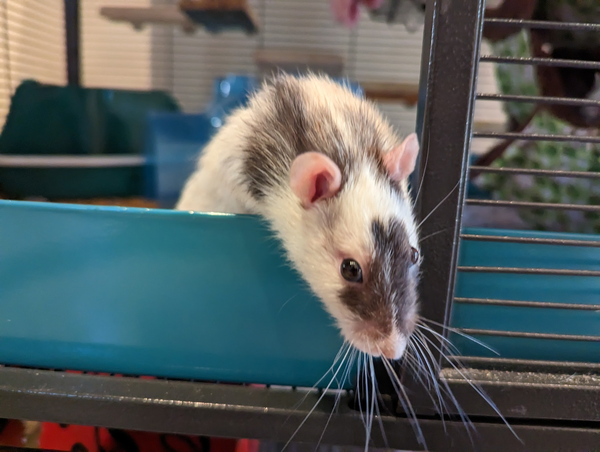 Patrick, a white rat with black markings on his face and behind his ears, leaning forward from a tray in an open enclosure. His whiskers are mighty and formidable 