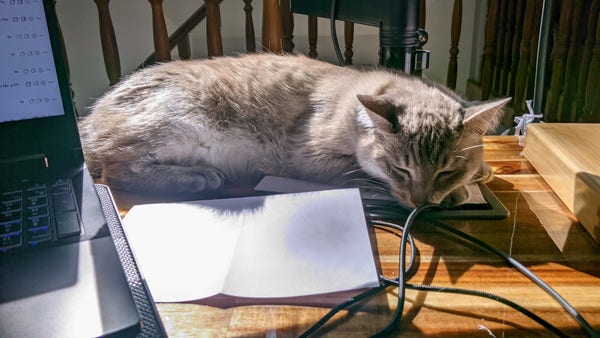 Baltas, mon chat birman, allongé au soleil sur mon bureau, sous mon écran.