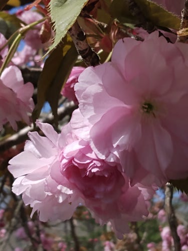 A closeup of some frilly pink blooms on a flowering tree in springtime.