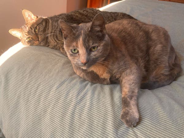 Two cats on a bed.