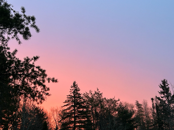 Pinks and purples of sunrise with a forest in silhouette 
