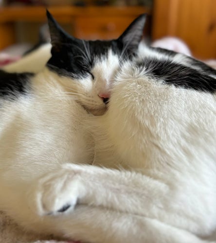 A black and white cat asleep with his head on another black and white cat’s stomach
