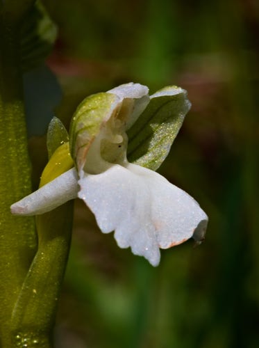Eine Blüte mit einer breiten, weißen Lippe, hinten einem weißem Sporn. Die Haube wird aus zwei grünlichen, seitlichen und mittig einem weißen Blatt gebildet.