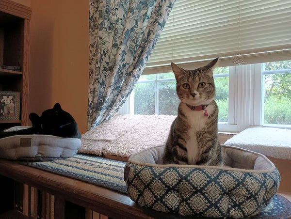 A young tabby cat is sitting upright in her turquoise and white cat bed on a braided runner on top of a bookcase.  She is looking directly at the camera with amber-colored eyes.  Further down the bookcase is a big black cat who is lying in his grey cat bed washing himself.