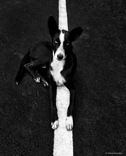 Black and white pic of dog on a street