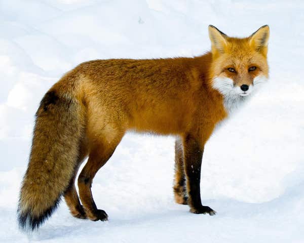 foxes Icon