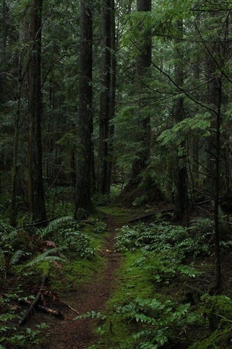 Just a picture of a forest with a trail that leads somewhere. Just don't veer off it because that happened before and no one could find Mortimer.