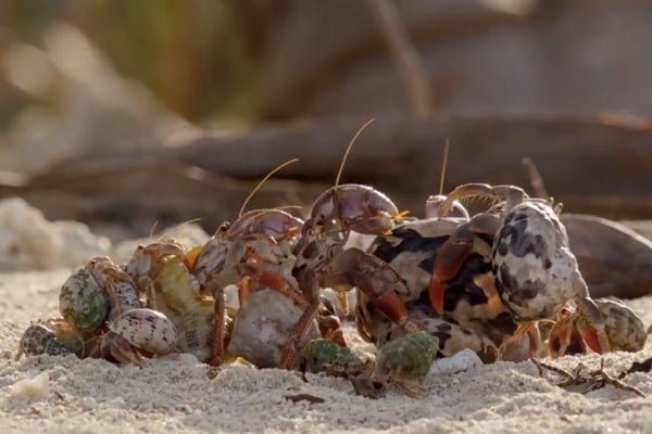 A queue of hermit crabs on a beach.