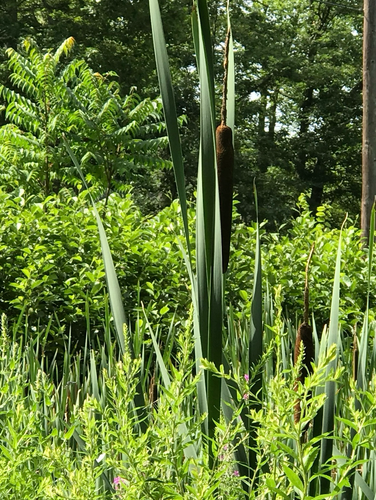 Green reeds