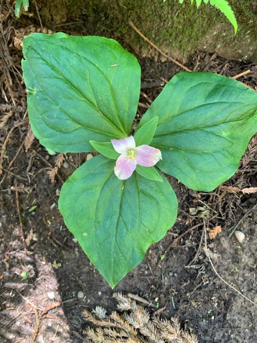 Overhead shot of a trillium grandiflorum with its characteristic three pale flower petals atop dual nesting sets of three bright green leaves.