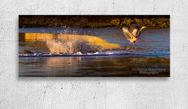 Surprise porpoise heron attack at sunrise, purchase here!

https://www.pictorem.com/970131/Surprise%20Porpoise%20Heron%20Attack.html