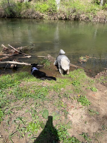 Two dogs playing in a river along a forest.  A black dog is lying down in the stream while a fluffy labradoodle is playing in the mud. 