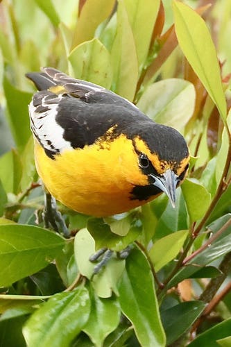 A black and yellow bird looks inquisitively toward camera.