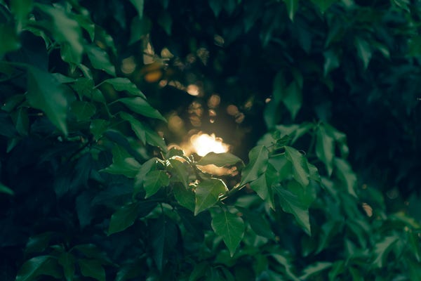 Color photo of sunset light shining through an opening in dense green foliage. The foreground is in focus, gradually becoming out of focus until the setting sun creates a bokeh bubble effect. (CC BY 4.0 - Pentax K3.3 Colors=Gold, SMC Pentax A 50mm 2.8 Macro, Hoya Black Mist, straight from the cam)