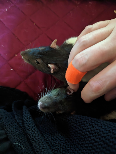 Bandit and Ranger, white and black hooded rats, sitting snug next to their human and getting double-scritchies