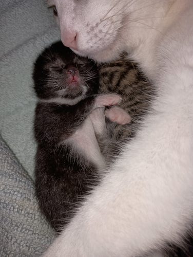 A newborn black kitten with white-tipped paws and a white chest lying on her back, snuggled up tightly next to her tabby sister and momma's white face.