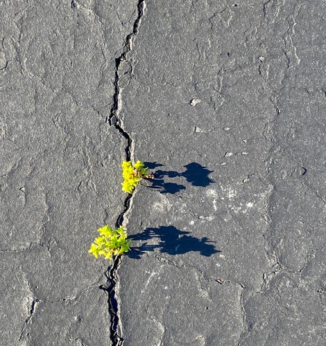 2 small plants, from above, growing up through a crack in the tarmac. The evening sun is casting long shadows 
