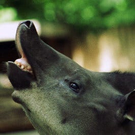 Photo of a Tapir - presumably sniffing about for some yummies.