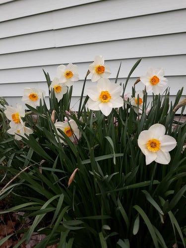 A bunch of flowering daffodils in front of my house. This variety is white around the petals, with an orange-yellow trumpet in the middle.