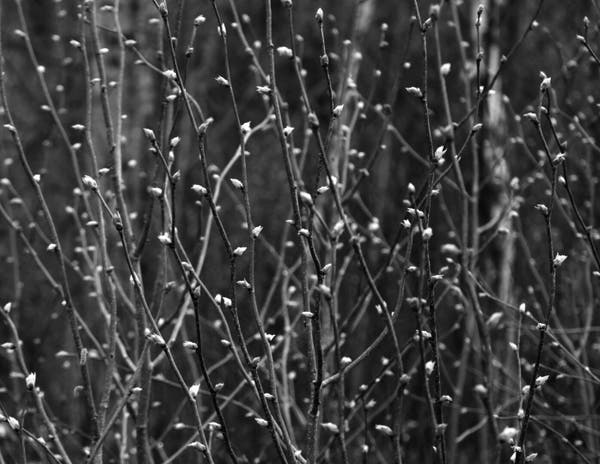 Black and white photograph of bush branches with hairy leaf buds just starting to open. Some branches, twigs and buds are on focus, and others are not, with a blurred background.