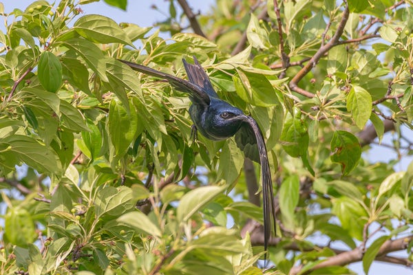 Photograph of a male purple martin in flight with leaf covered branches and patches of blue sky in the background. The martin has just launched itself from the branches behind it and has its right wing up and its left wing down. Male purple martins have purple-blue body feathers that flash iridescence in bright light, brown and black wing and tail feathers, dark grey legs and feet, large, deep-set, dark eyes, and a short, pointed beak that curves down at the tip and is ideal for catching insects in flight.