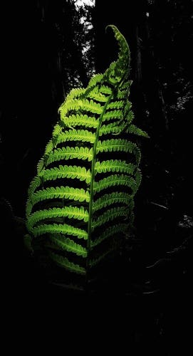 A bright green fern shines in the sunlight in the black shadows of the forest.
