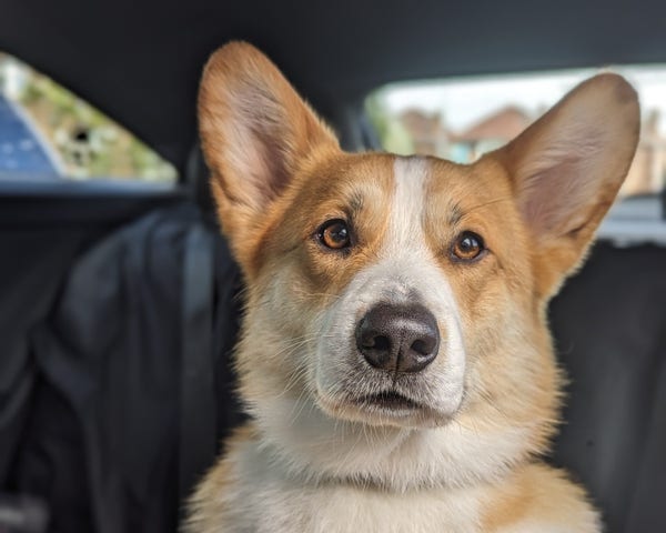 A Corgi sits, alert, on the back seat of a car. He has doggy cologne on and smells like a teenage boy.