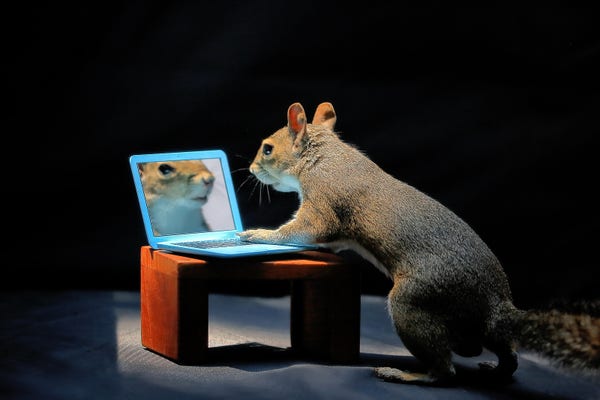 A squirrel that seems to be using a tiny blue computer.