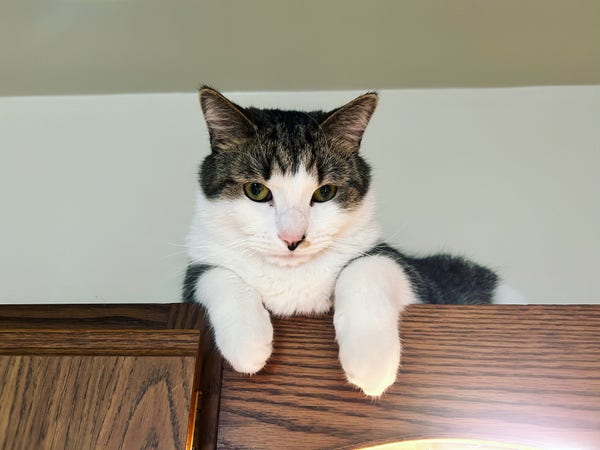 A white and brown tabby cat on top of a cabinet, his little white paws hanging over the front, looking JUDGINGLY at the camera.