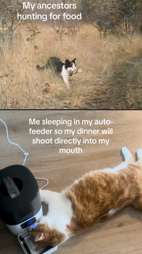 Two photo meme. 

The first is a black and white cat in brown dry grass emerging from the scrub brush holding a bird in their mouth.

"My ancestors hunting for food"

Another cat, fat orange and white, laying on the floor, face in the electric feeder.

"Me sleeping in my auto-feeder so my dinner will shoot directly into my mouth" 