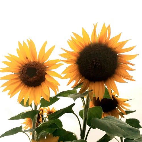 Two large sunflowers stand slightly over the camera, against a stark white sky. Some leaf and stem is visible. The flowers are in full bloom, the one on the right with a much larger centre than its neighbour