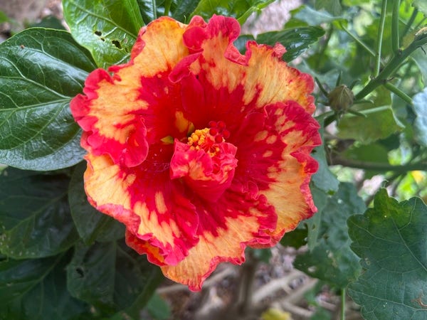 Close-up of a gorgeous red and yellow hibiscus bloom. The red forms a pentagon in the center and has branches out on each petal, really picking out the spiral structure of the bloom. 