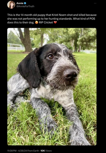 Image of North Dakota Governor Kristi Noem's dog. She shot the 14 month-old pup because... reasons. 