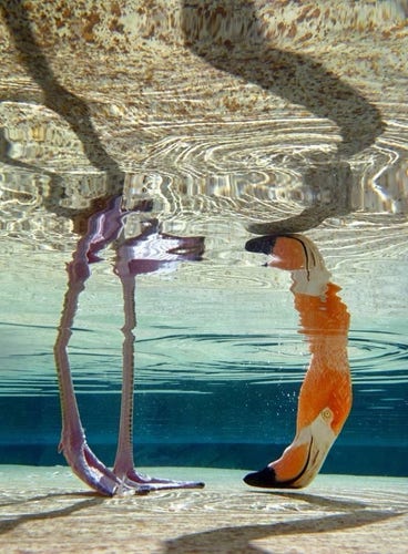 An underwater photograph of a flamingo. The feet and legs standing on a sandy bottom and head poking down through the surface.  The surface of the water appears mirrored, reflecting the underwater scene.  