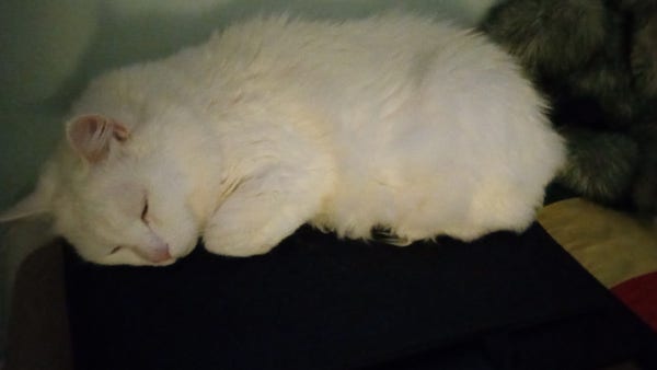 A white cat sleeps on a bedroom dresser top, the second time in three years. Due to the other male in the room.