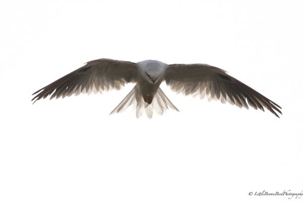 A very high key shot of a black shouldered kite hovering in the air.  The light is poor so the image is almost colourless.  Her tail feathers have light streaming through them and are almost ethereal.
