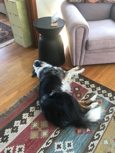Border Collie laying next to a black metal side table and a purple chair. The side table has a bag of dog treats on it.