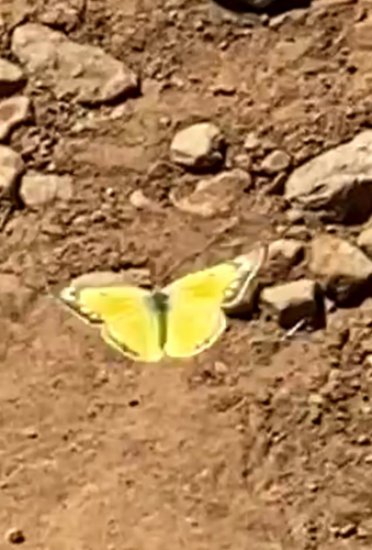 Orange Sulphur butterfly hilltopping on the “volcano” in Cslavera preserve