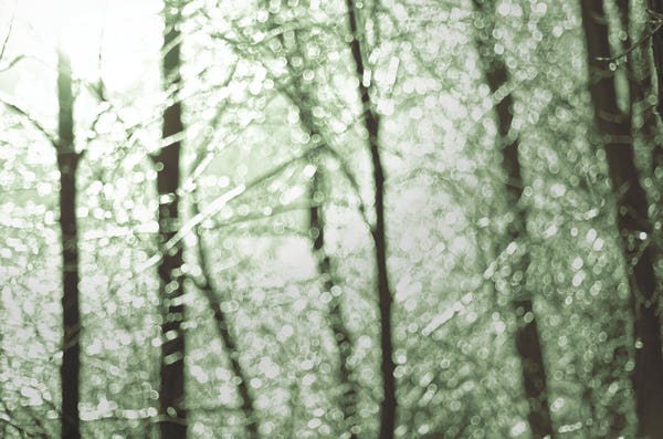 Backlit photo of a clump of trees covered with ice. The image is slightly out of focus, creating a bokeh effect. The image is split-toned with a dull green for highlights and dark brown for shadows.
