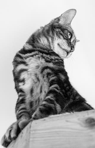 A black and white picture of our marbled bengal cat seen in at the top of his cat tree and photographed from below against a white ceiling. His front paws are on the edge of the cat tree and he is looking to the right, out of a window that’s out of shot.