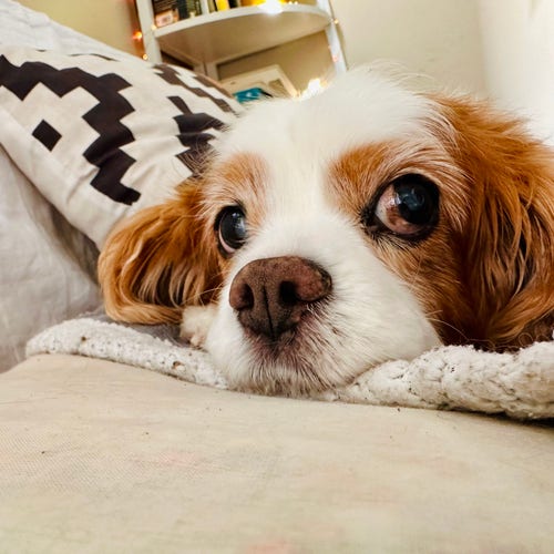 A Cavalier King Charles spaniel lying on a bed 