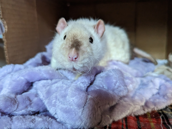 Maze, a siamese rex rat with distinctive curly whiskers, on a pink blanket in a box.
