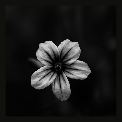 This image, presented in black and white, depicts a close-up of a single flower against a dark, blurred background. The flower is centered to the left, occupying a prominent position in the frame. It has several petals, which appear textured and veined. The overall composition highlights the flower's details while the background's darkness accentuates the subject's light and delicate nature. The minimalism of the setting draws attention to the flower's unique beauty.