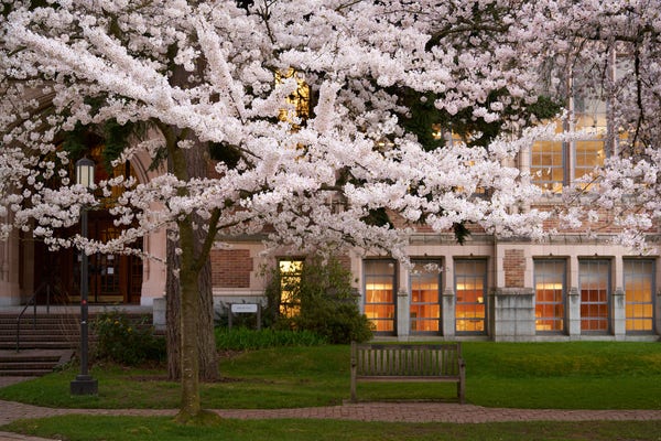 A cherry blossom tree over an empty park bench in front of a college building