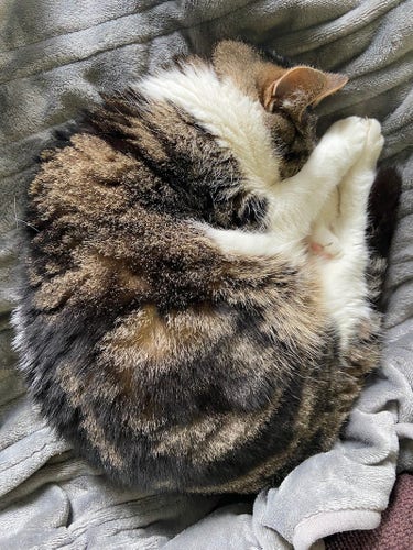 A beautiful brown tabby cat with a white chest curled up into a donut shape on a silver blanket, covering his eyes with his front paws 