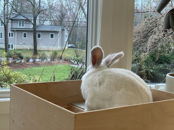 Chuck the bunny looking out the window from atop a wooden play structure 