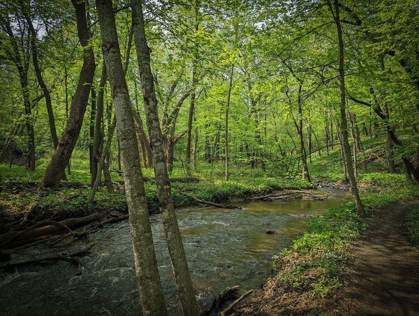 Photo of a spring scene of a stream flowing through a greening forest.